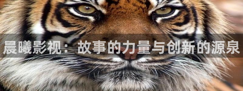 私人影院4080：晨曦影视：故事的力量与创新的源泉